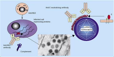 Toradh íomhá ar Yellow Fever Virus