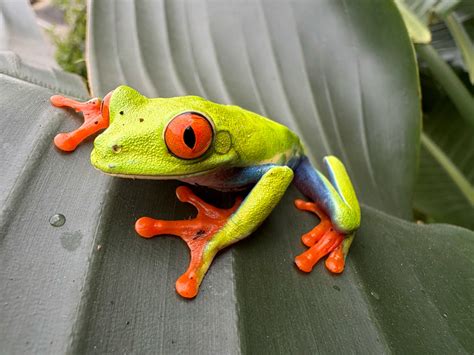 Image result for Apple 16 Phone