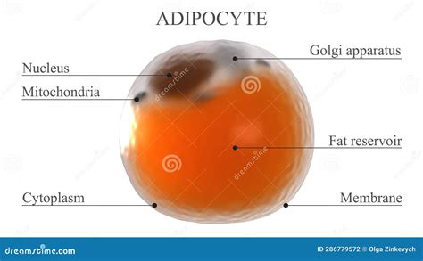 Image result for Adipocyte Body Cell Type