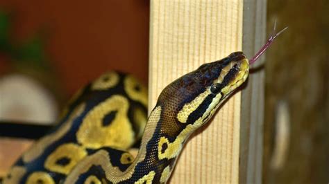 Stressed Ball Python に対する画像結果