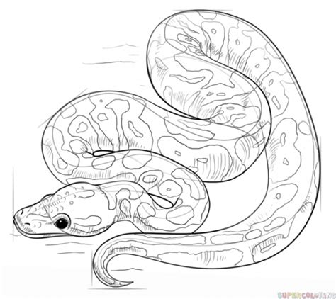 Image result for Ball Python in a Moon Shape Drawing