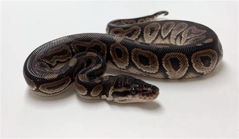 Afbeeldingsresultaten voor Duck Bill On Python