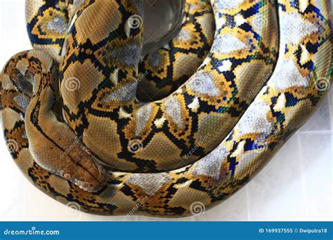 Python Reticulatus Man に対する画像結果