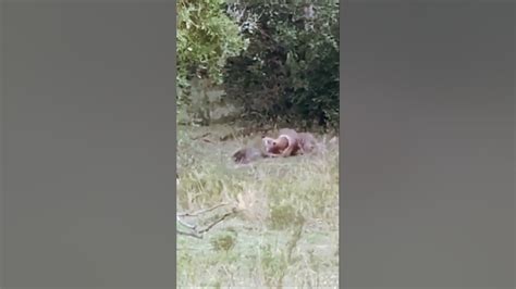 Image result for Python Squeezes Conra That Bit It