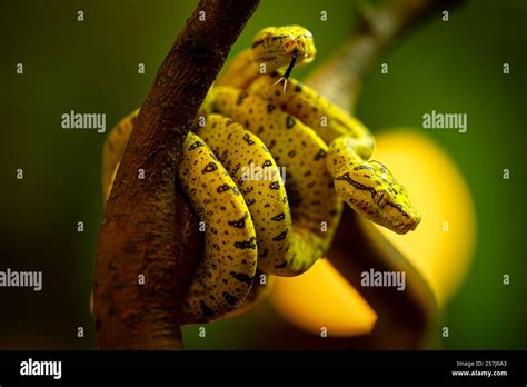 Image result for Green Tree Python Canary