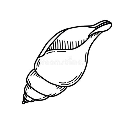Image result for Large Conch Shell Line Drawing