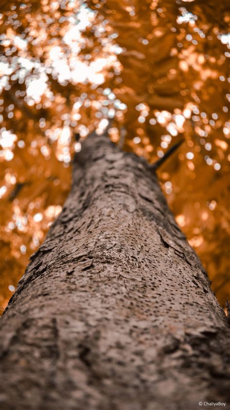 Image result for Tree Wallpaper Android