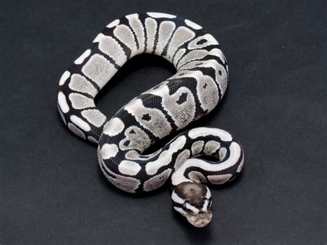 Image result for Super Fire Axanthic Ball Python