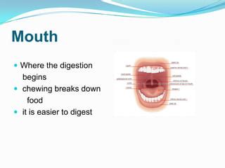 Image result for Watching Food in Mouth Digestive System