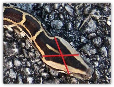 Image result for Burmese Python Brain