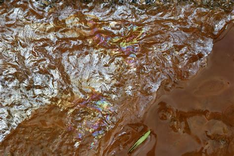 Image result for Brown Algae in Lake