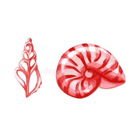 Afbeeldingsresultaten voor Round Sea Shells