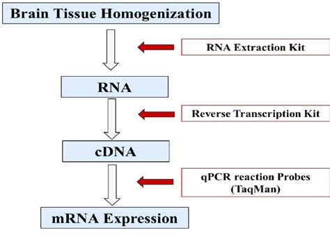 Image result for How Is RT-PCR Test Done