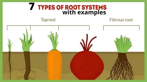 Image result for Three Root System