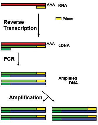 Reverse Transcriptase DNA Polymerase に対する画像結果