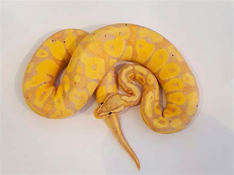 Banana Butter Lesser Ball Python に対する画像結果