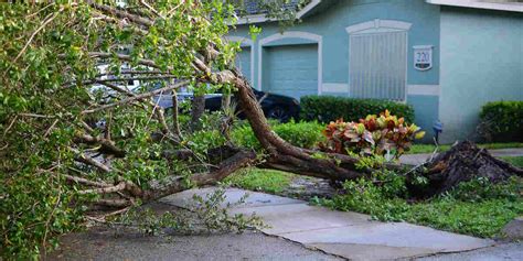 How to Remove Tree Roots From Ground に対する画像結果