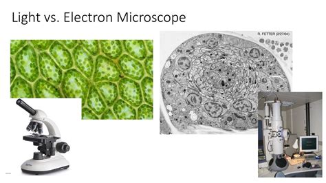 Light Microscope vs Electron Microscope Cells に対する画像結果
