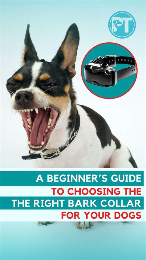 Image result for How to Use a Bark Collar for Dogs