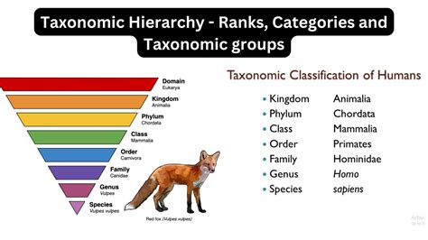 Image result for Non Examples of Taxonomy