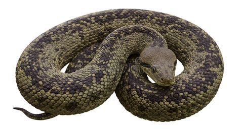 Image result for Cartoon Diamond Python