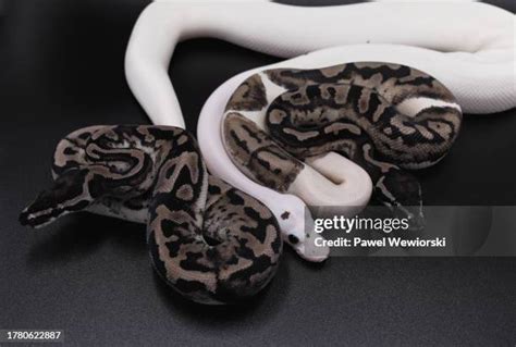 Image result for Royal Python Brain