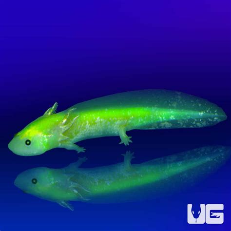 Image result for Axolotl Glow in Dark