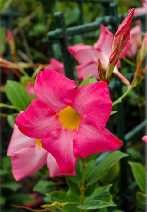 Image result for Mandevilla