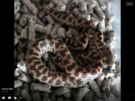 Image result for Blonde Spotted Python