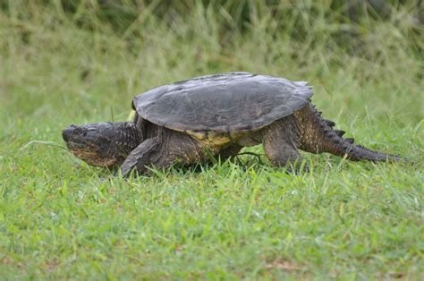 Image result for Snapping Turtles
