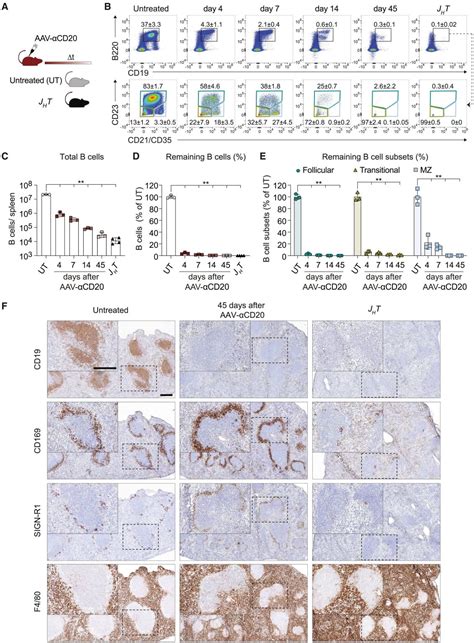 Subset Lymphocyte Cell T-এর ছবি ফলাফল
