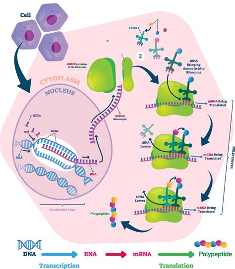 Afbeeldingsresultaten voor Protein Synthesis Process Diagram