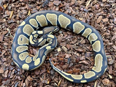 Afbeeldingsresultaten voor Adder Ball Python