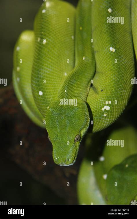 Image result for Green Python Snake