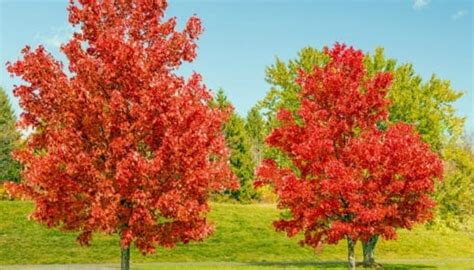 Image result for Trees with Small Root Systems