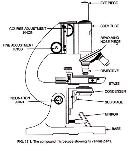 Image result for Compound Light Microscope Sketch Drawing
