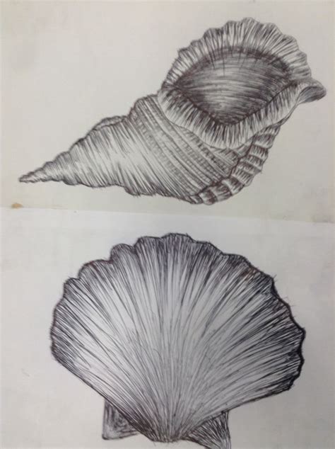 Image result for Object Line Drawings Shells