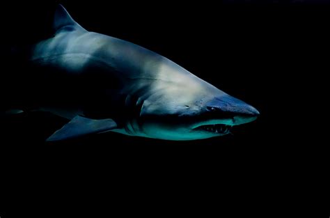 Image result for Deep Ocean Shark