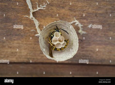 Afbeeldingsresultaten voor Wasp Nest Building