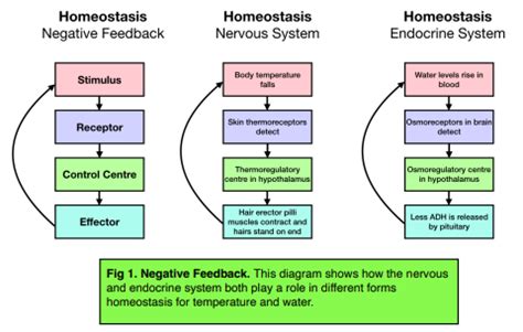 Résultat d’images pour Example of Positive Feedback Endocrine System