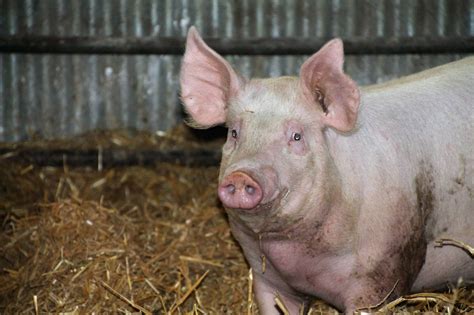 Toradh íomhá ar Porc a Fix Light Blue