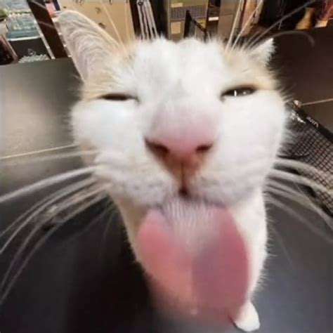 Image result for Cat C12 Engine Block