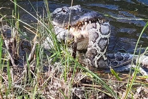 Python Eating Alligator Florida に対する画像結果