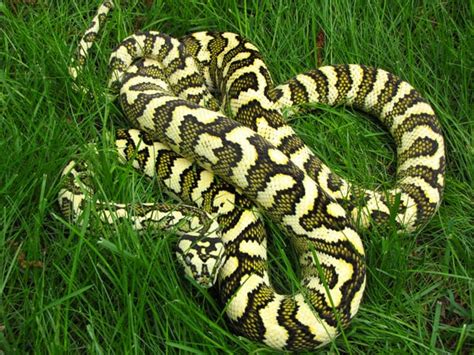 Image result for Coastal Carpet Python Size