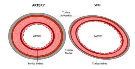 Afbeeldingsresultaten voor Syringe into Vein Cross Section Diagram