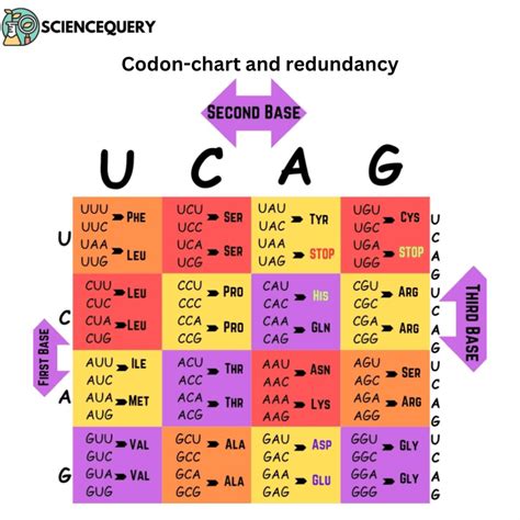 Image result for Protein Codon