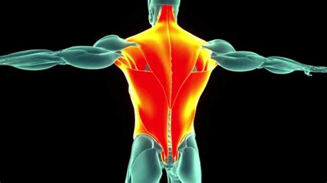 Muscular System Torso に対する画像結果