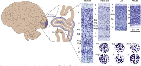 Image result for Primaray Visual Cortex
