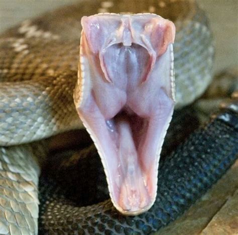 Python or Snake with Fangs に対する画像結果
