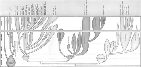 Image result for Alternative Evolution Tree